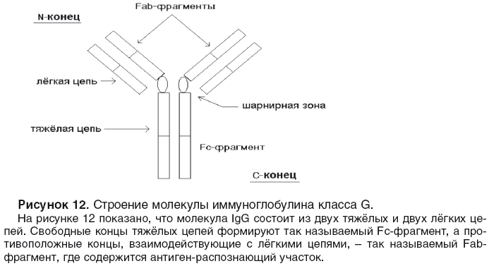 Иммуноглобулин g4. Схема строения иммуноглобулина. Строение иммуноглобулина g. Антитела иммуноглобулины структура. Схема молекулы иммуноглобулина g микробиология.