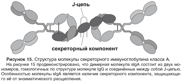 Секреторный иммуноглобулин а. Секреторный компонент иммуноглобулина а. Схема строения секреторного иммуноглобулина а. Секреторный иммуноглобулин а строение. Структура иммуноглобулина iga.