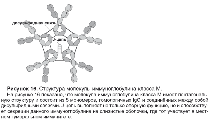 Анализ на иммуноглобулин м. Иммуноглобулин m строение. Строение иммуноглобулина g иммунология. Структуры антител IGM. Структура иммуноглобулина м.